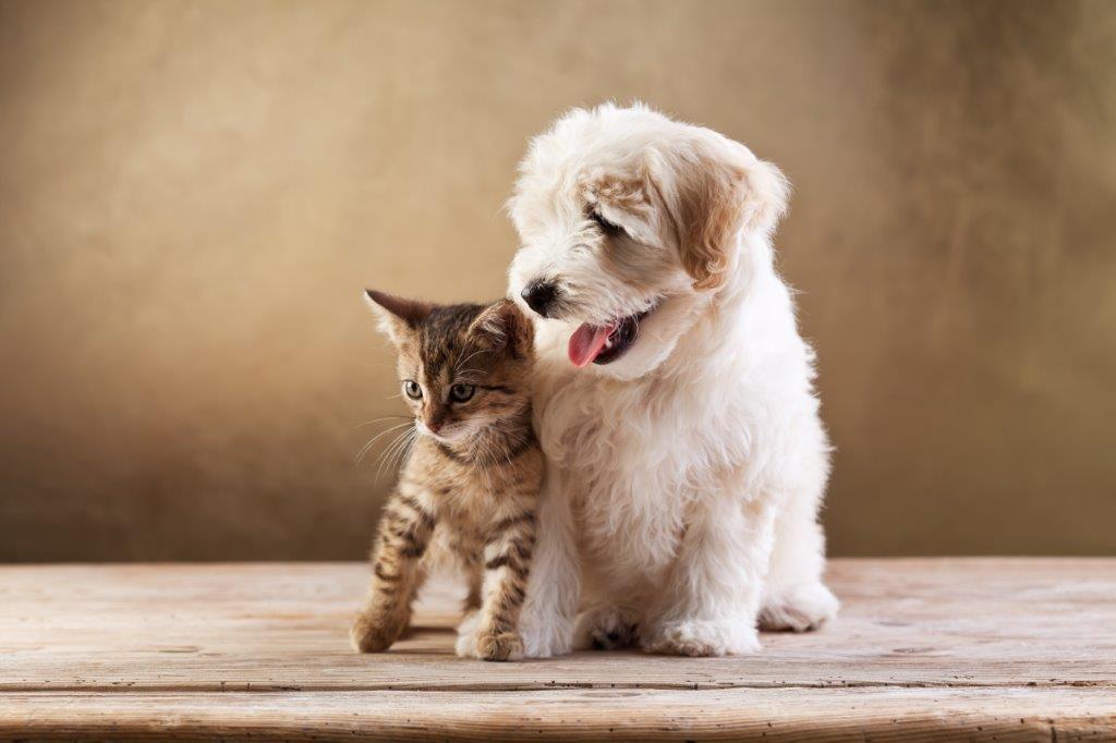 Puppies Versus Kittens